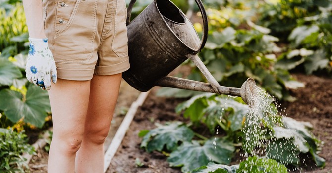 Green fingers and happy backs - tips for gardening without the ouch! image